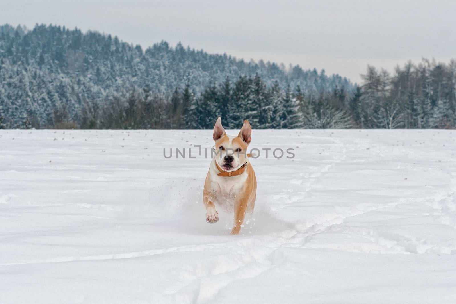 Running staffordshire bull terrier in a snow