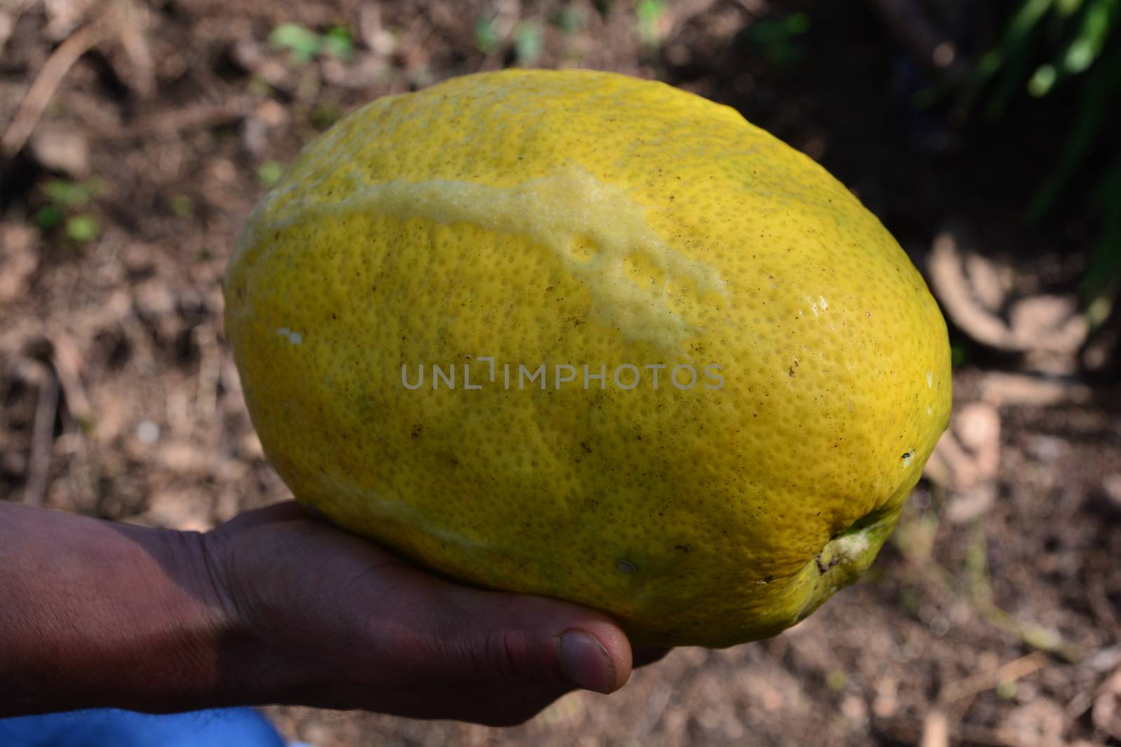 photo of very fresh strange fruits name "Yemenite citron" such as Buddha's hand, can be found in India and China