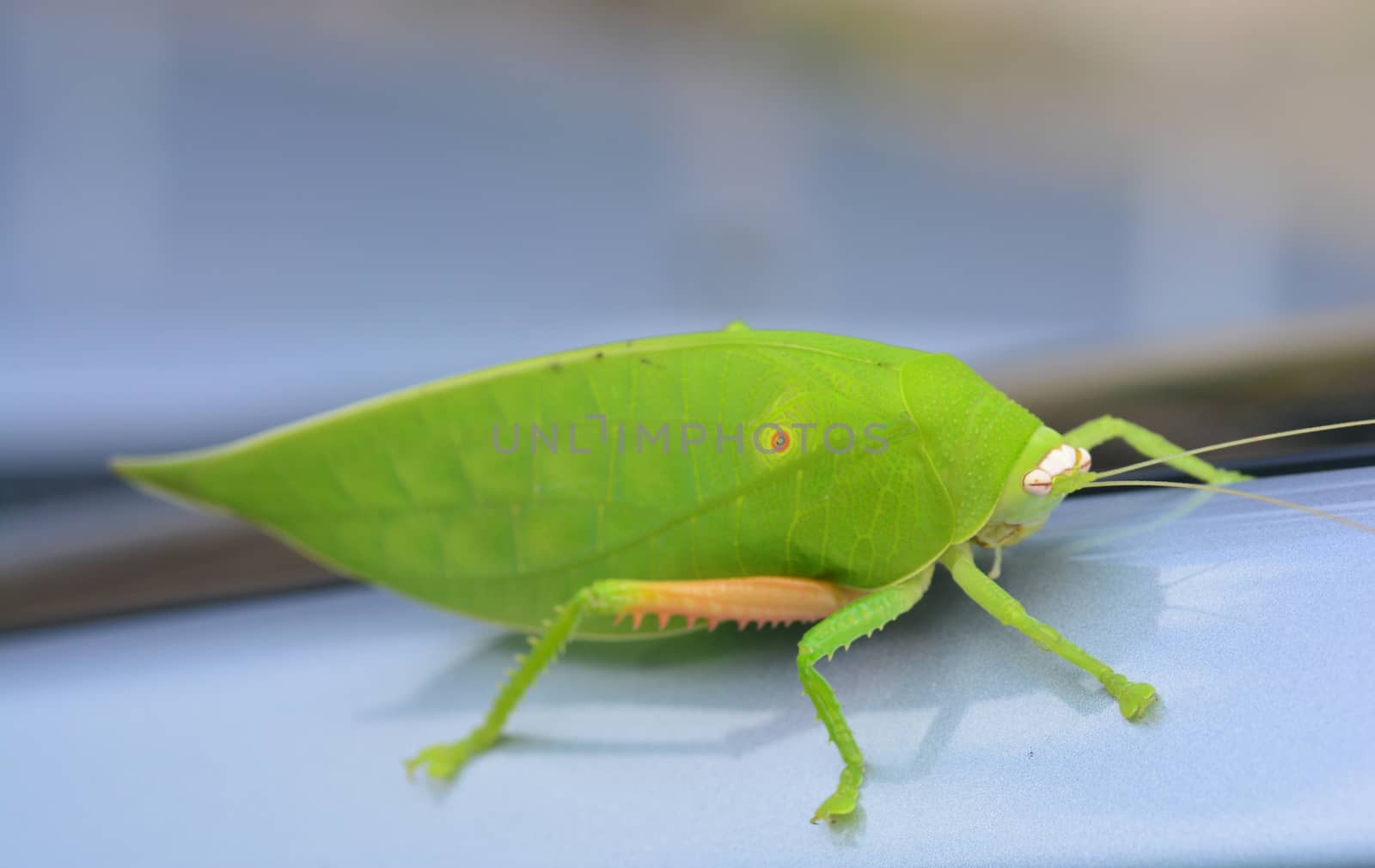 Pseudophyllus titans or giant leaf katydid (giant leaf bug) ** note select focus with shallow depth of field

