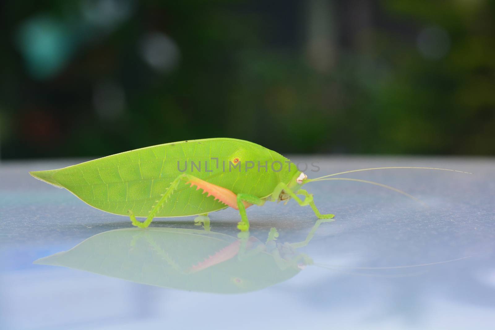 Pseudophyllus titans or giant leaf katydid (giant leaf bug) ** note select focus with shallow depth of field