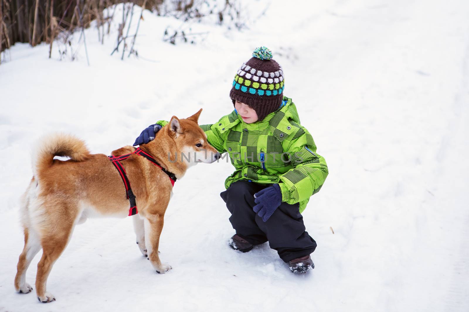 Little boy with Shiba Inu dog outdoors by natazhekova