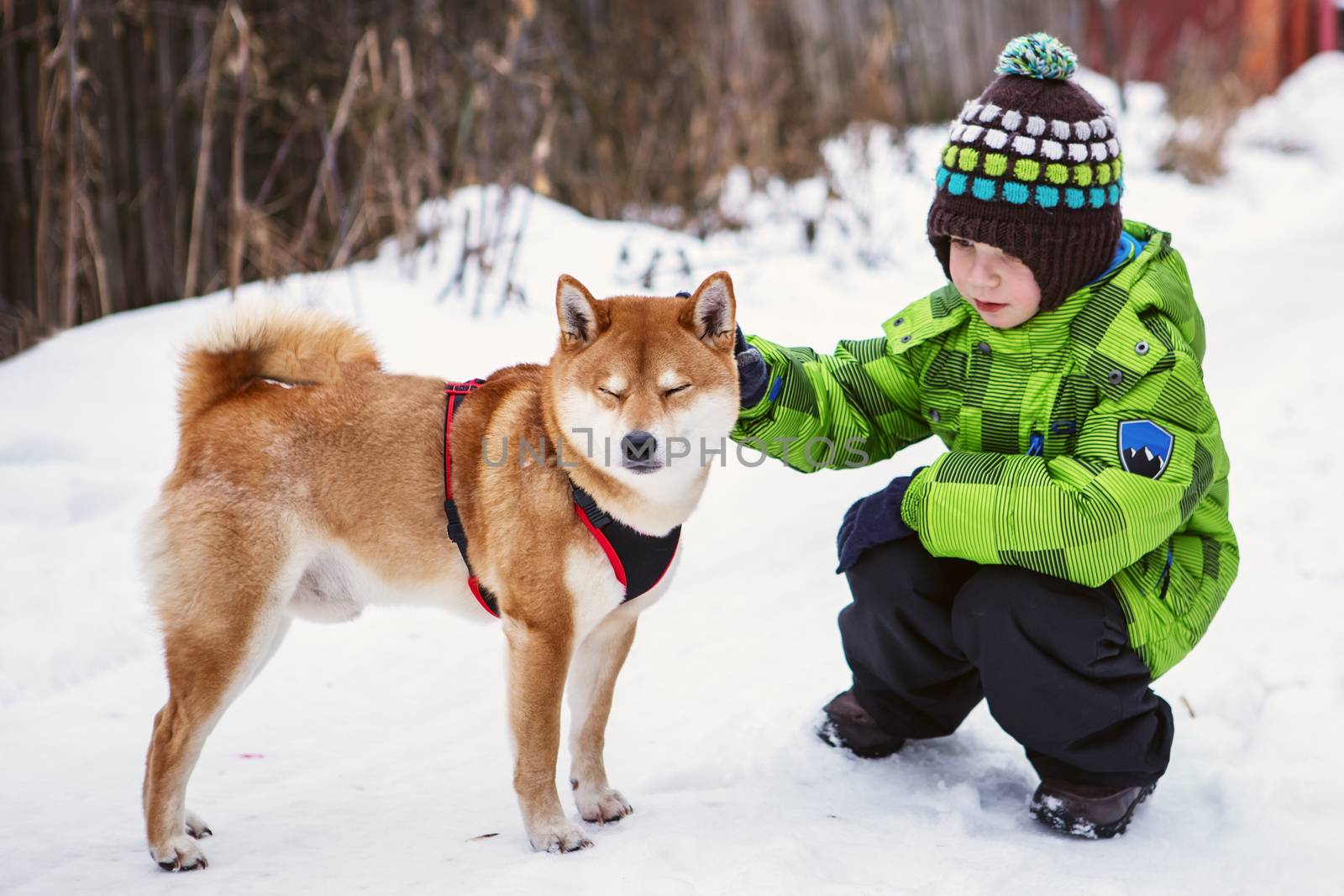Little boy with Shiba Inu dog outdoors in the winter
