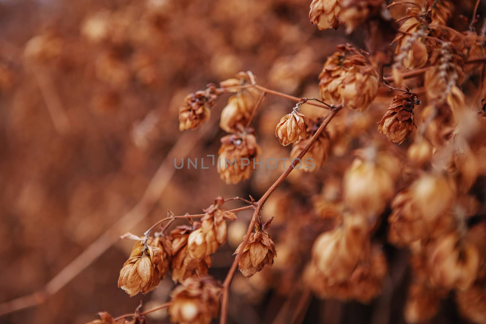 A dry hops texture for background by natazhekova