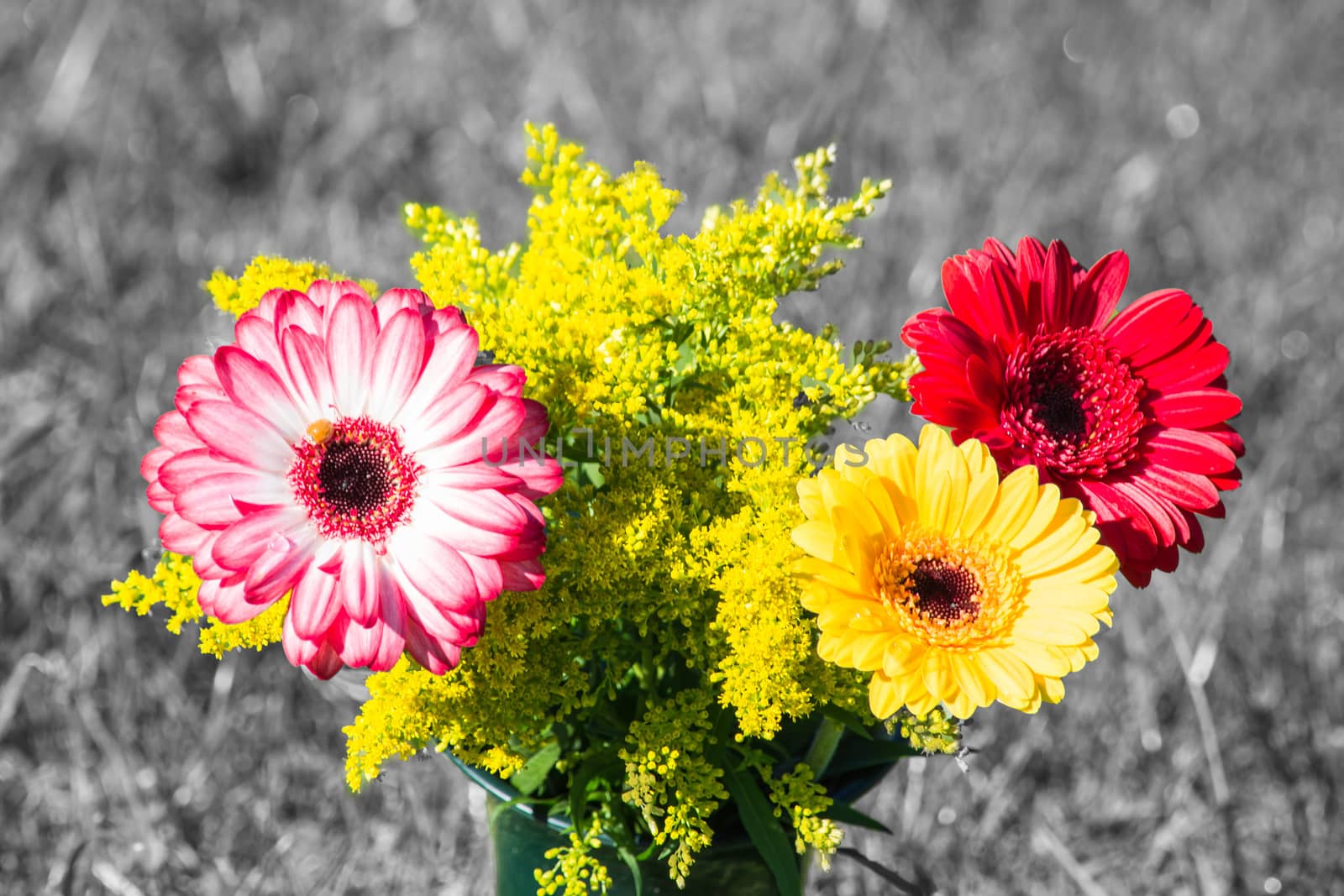 Colorful differently colored autumn flowers in the late summer sun. In the background meadows bokeh in black and white.