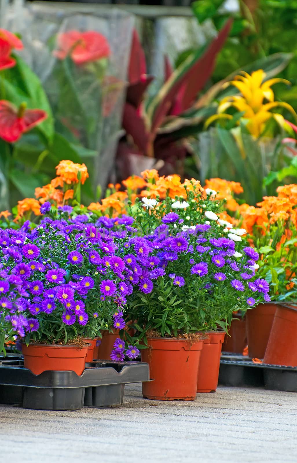 Flower market with variety of flowers. by dmitrimaruta