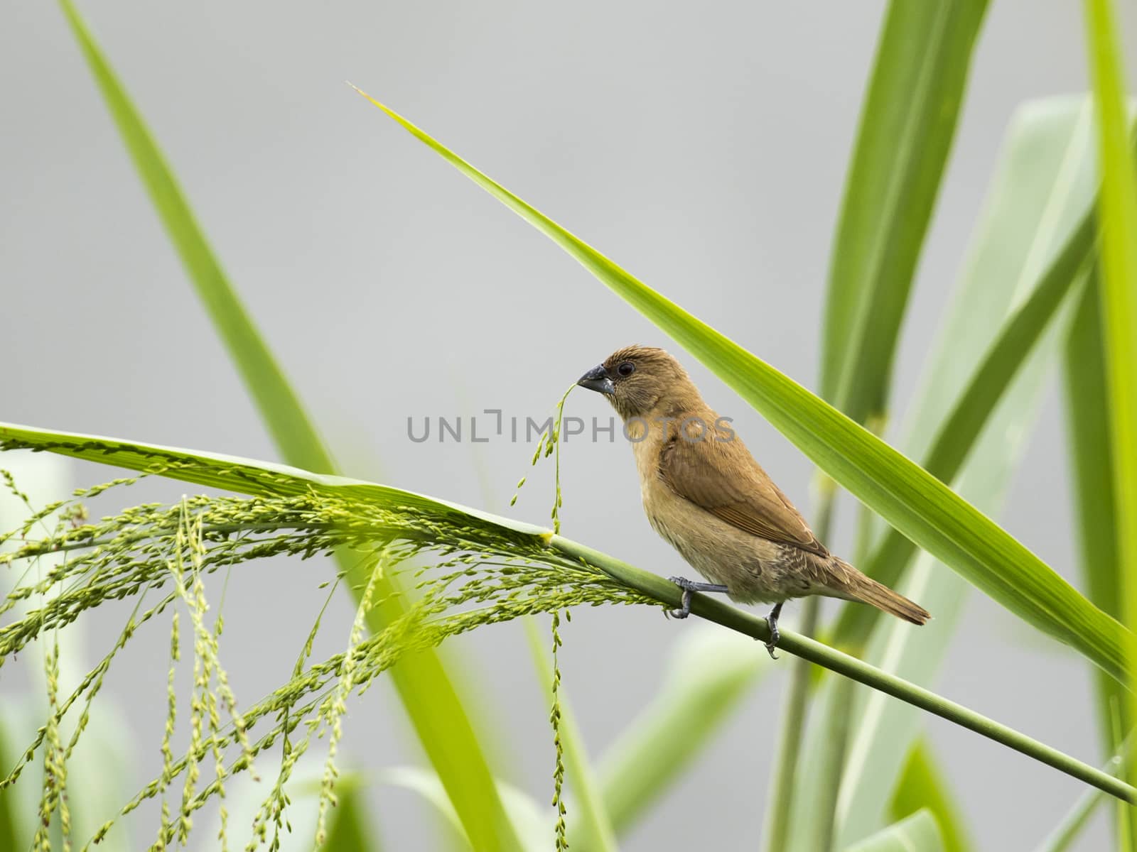 Image of ricebird perched on a green leaf. by yod67