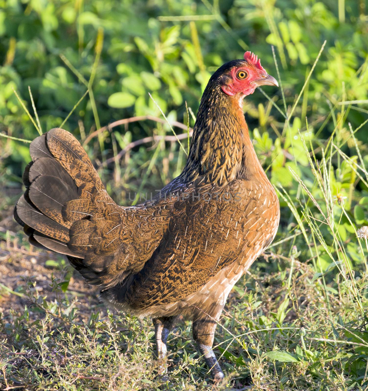Image of brown hen on nature background.