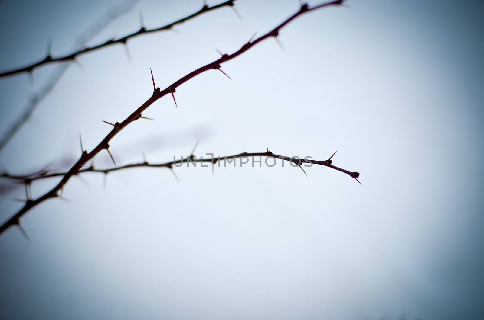 Barberry bush at winter by kimbo-bo