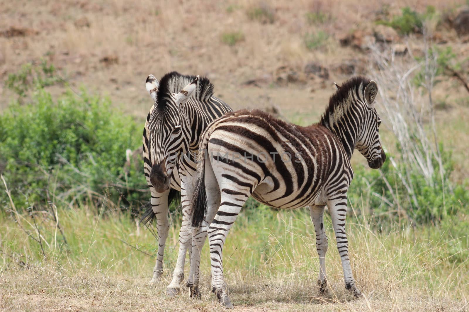 Plains zebra in pilanesberg national park