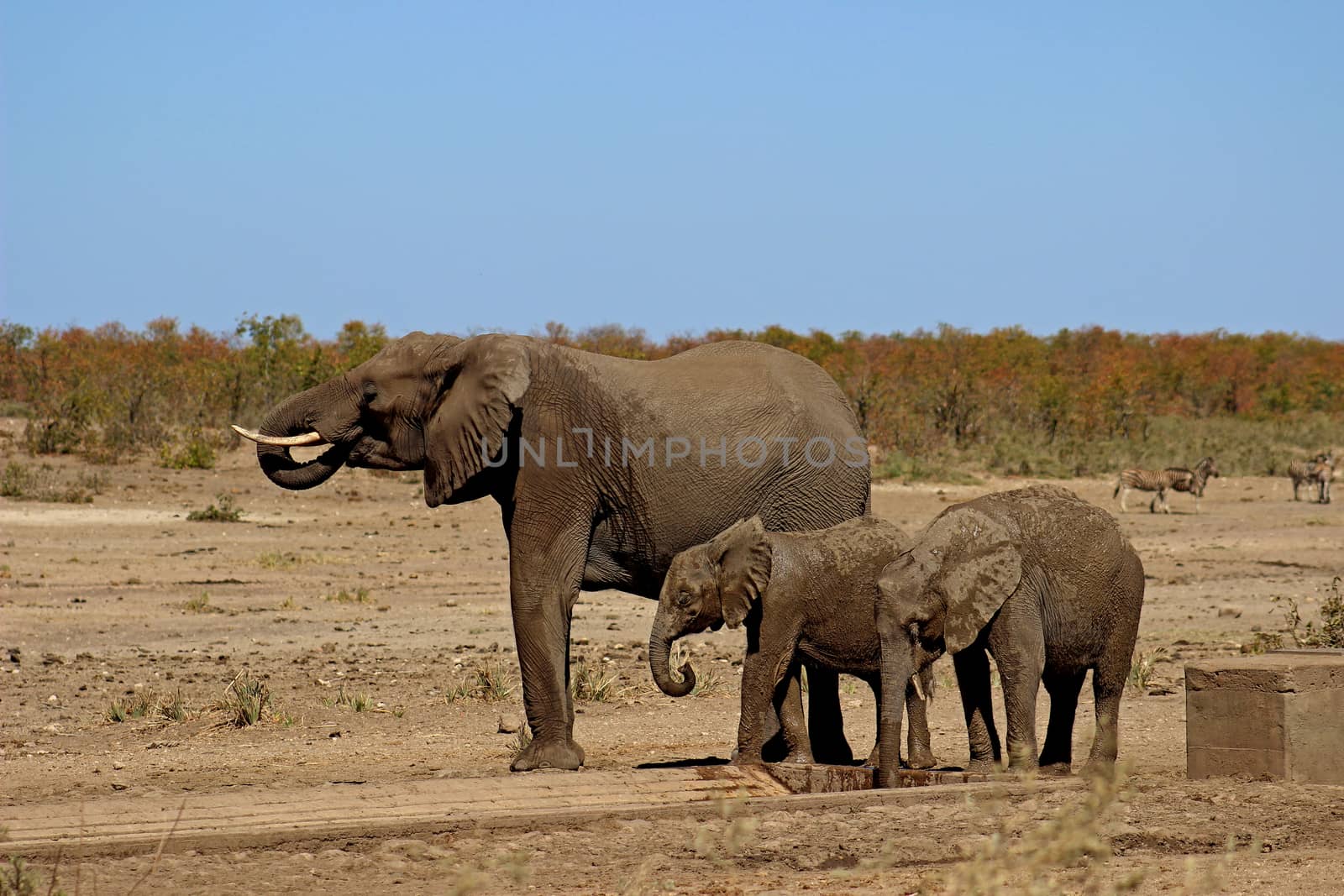 Elephant and calves drinking water at water pit in krugernational park