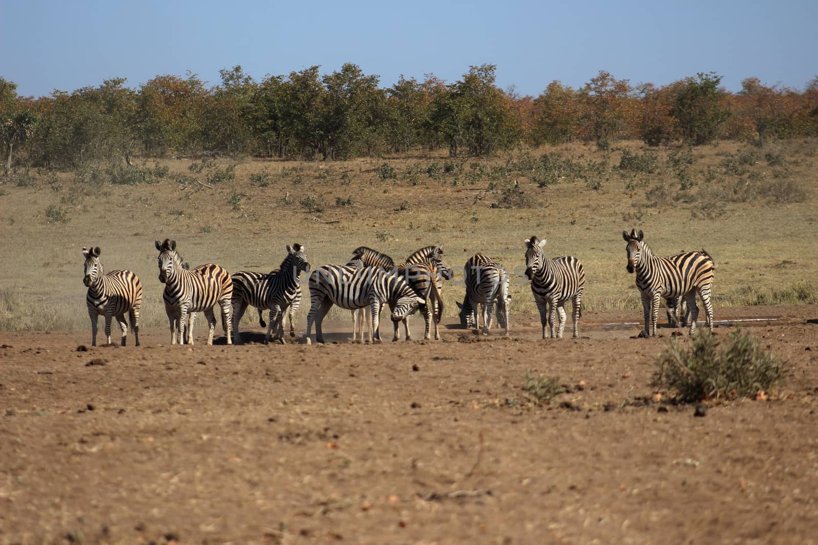 Plains zebra herd drinkink water from a water hole in krugernational park