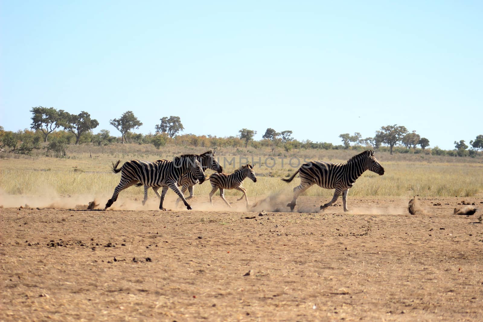 Plains zebra running to catch up whith the rest of the herd