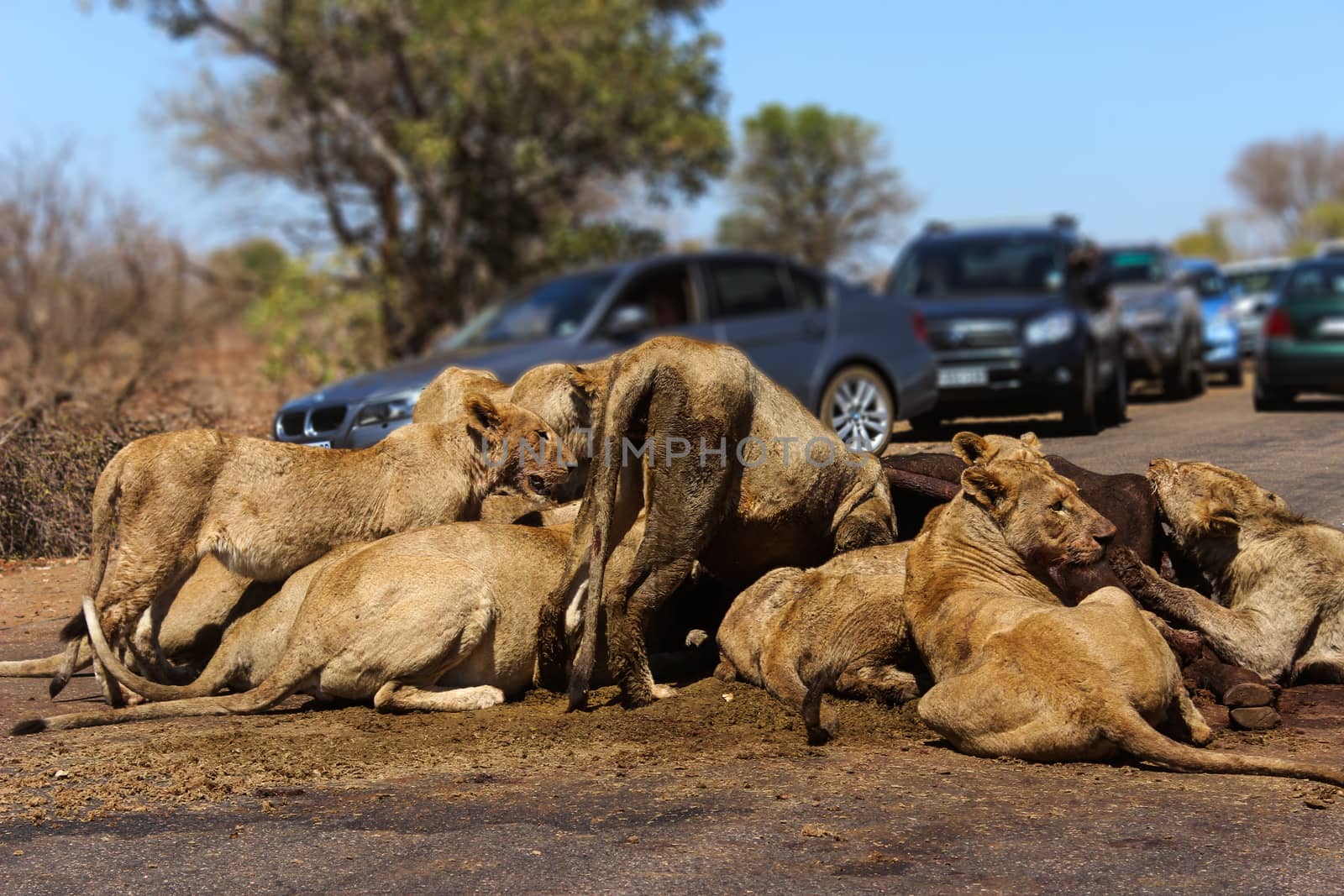 African lion pride feeding by RiaanAlbrecht