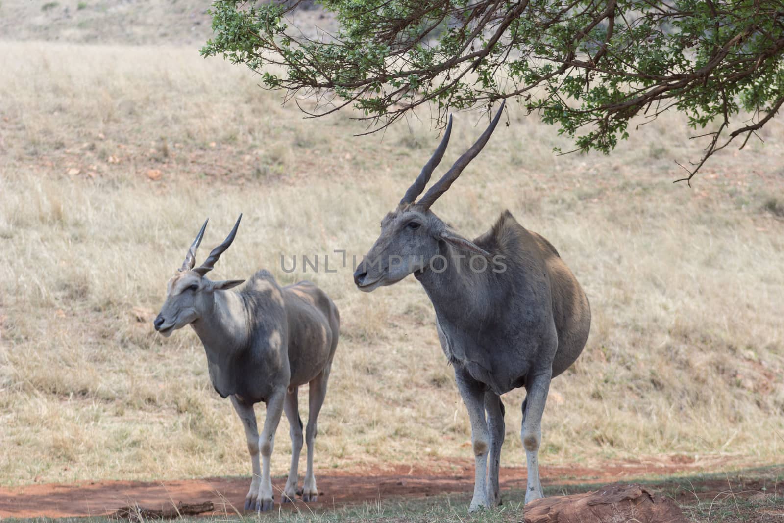 Eland (Tragelaphus oryx) standing in the shade of a tree in rhino & lion nature reserve