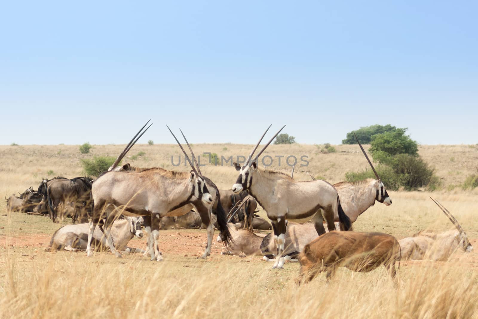 Gemsbok herd( Oryx gazella) by RiaanAlbrecht