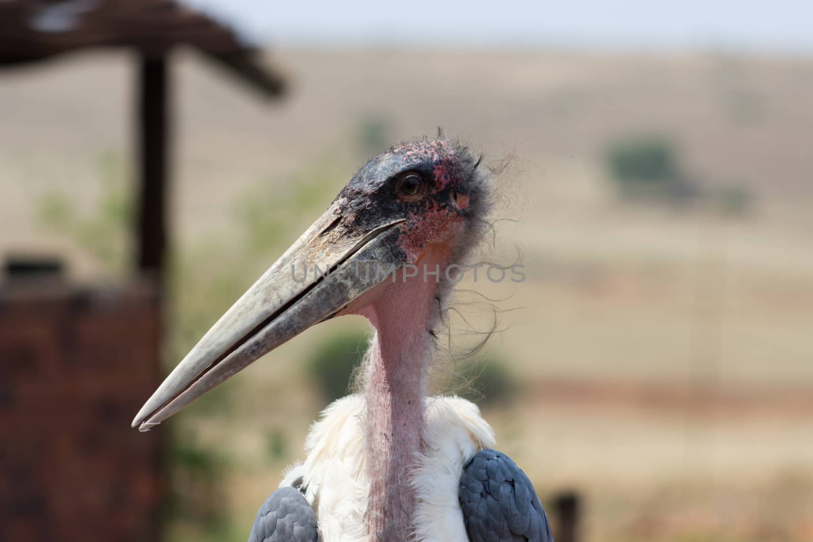 Marabou Stork (Leptoptilos crumenifer) closeup portrait by RiaanAlbrecht