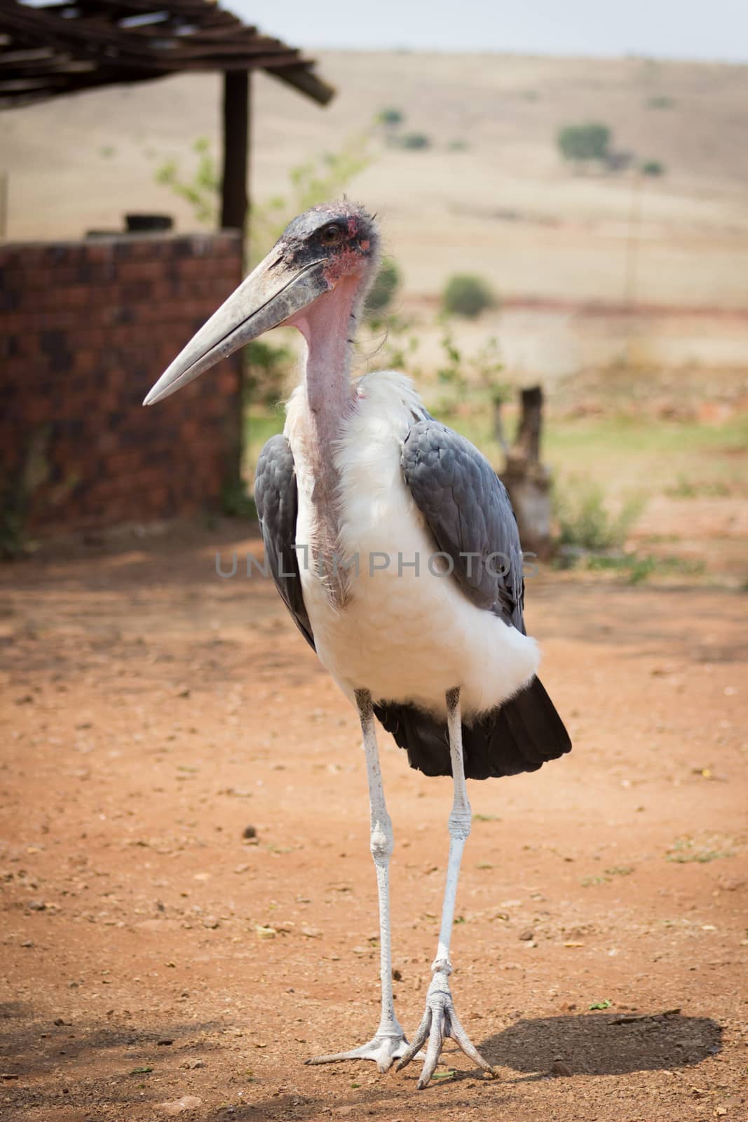 Marabou Stork (Leptoptilos crumenifer) by RiaanAlbrecht