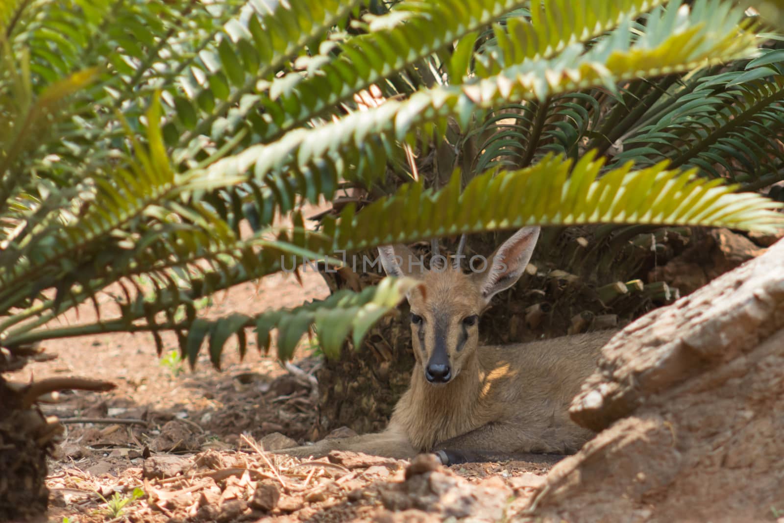 Common duiker (Sylvicapra grimmia) resting in the shade by RiaanAlbrecht