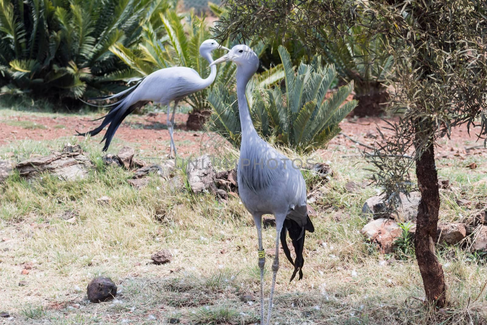 Blue Crane (Anthropoides paradiseus) by RiaanAlbrecht