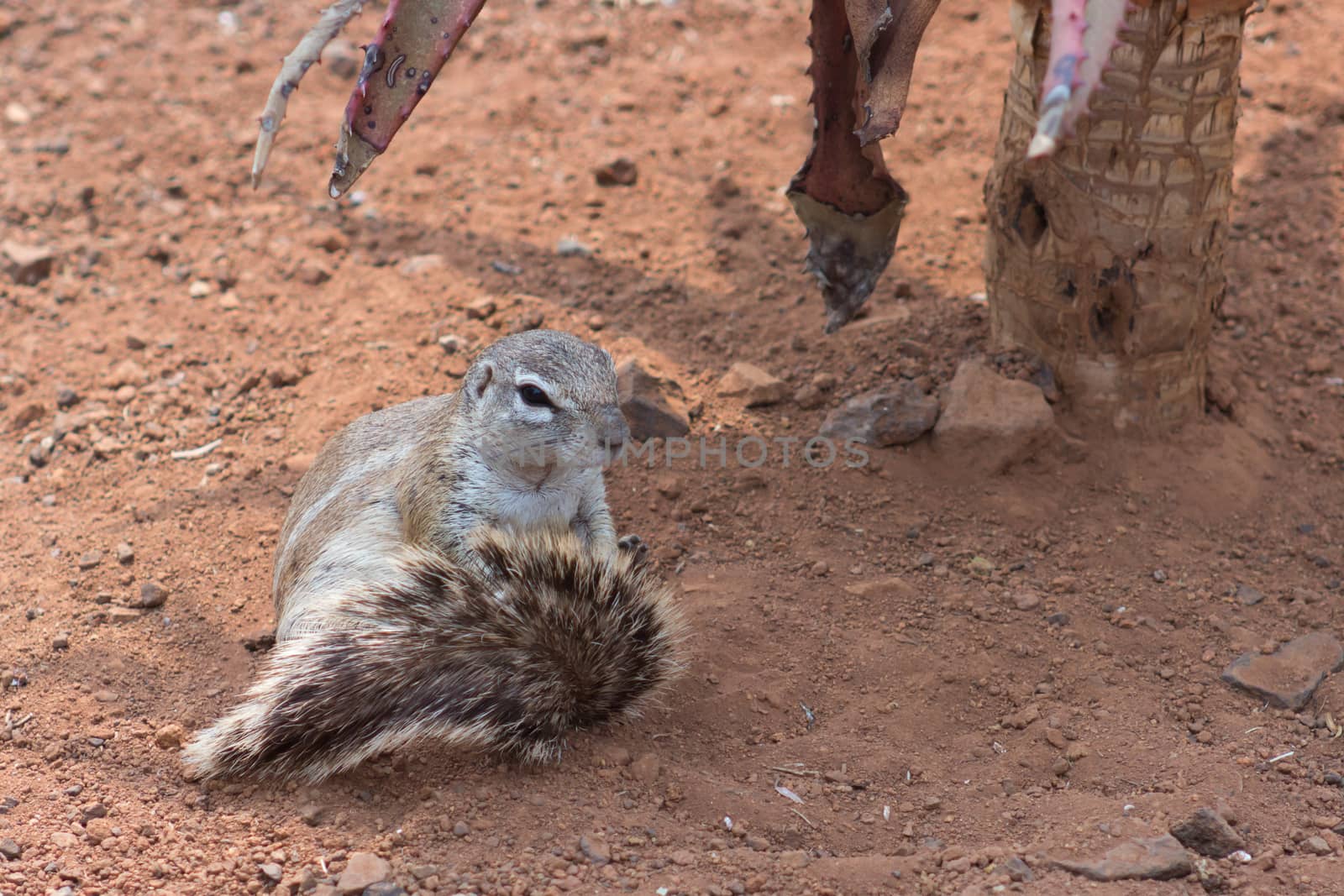 African ground squirrel (Marmotini) closeup portrait eating a nu by RiaanAlbrecht