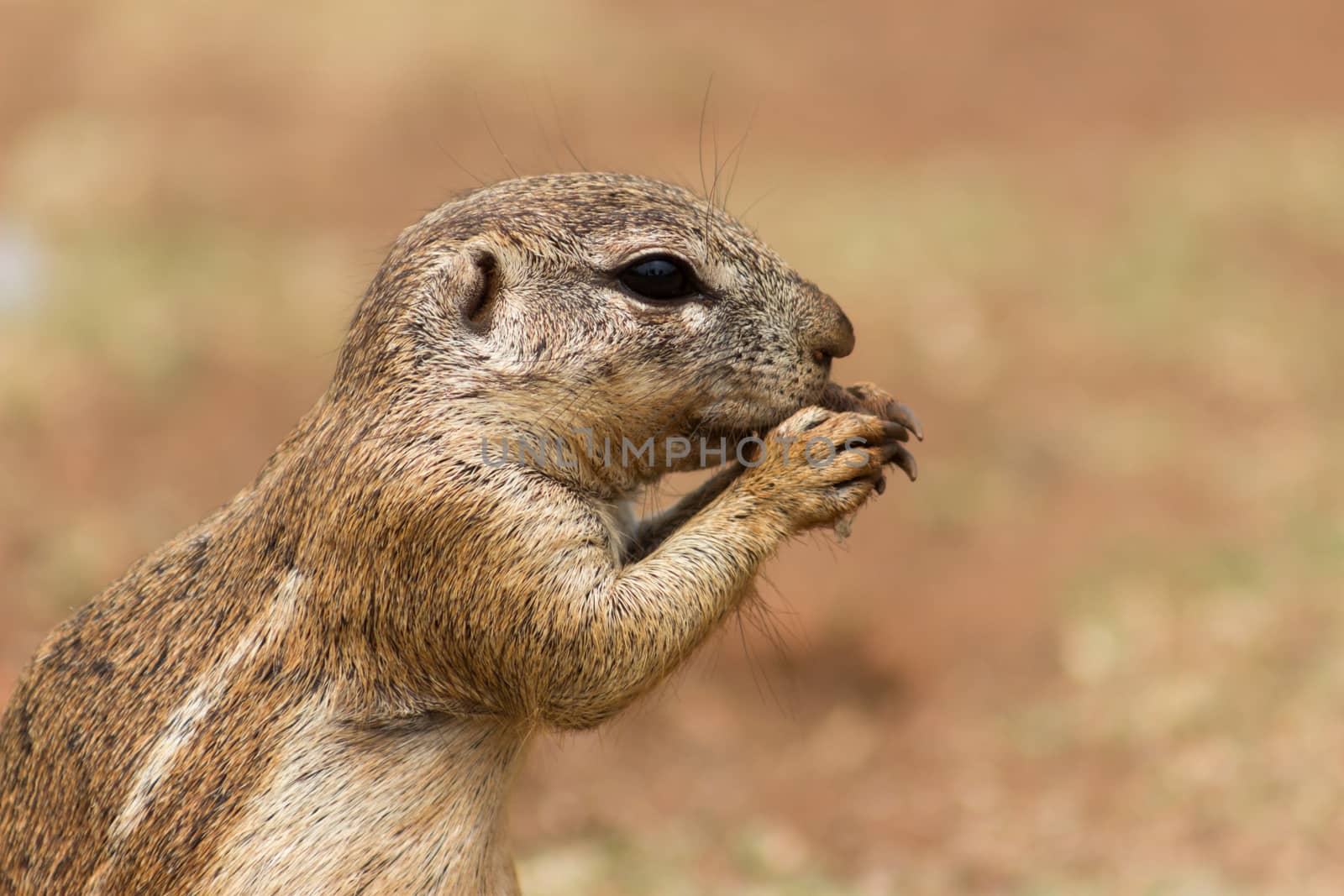 African ground squirrel (Marmotini) closeup portrait eating a nut