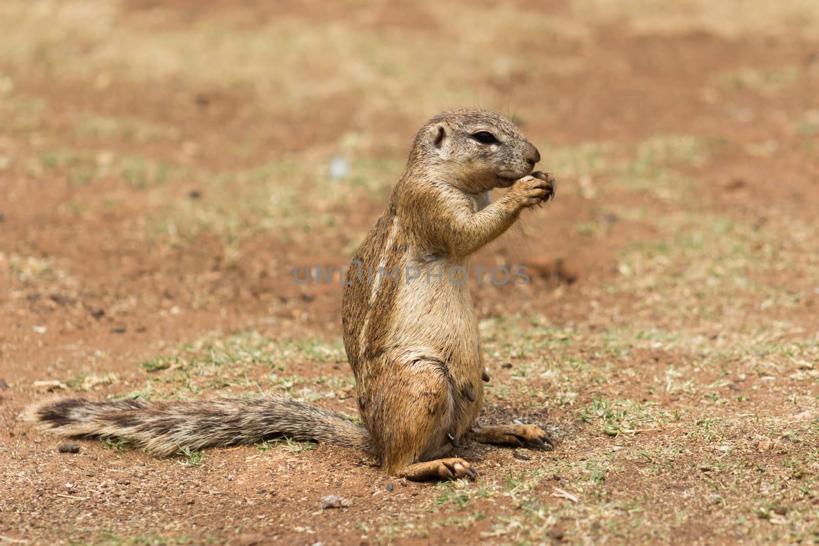 African ground squirrel (Marmotini) portrait eating a nut