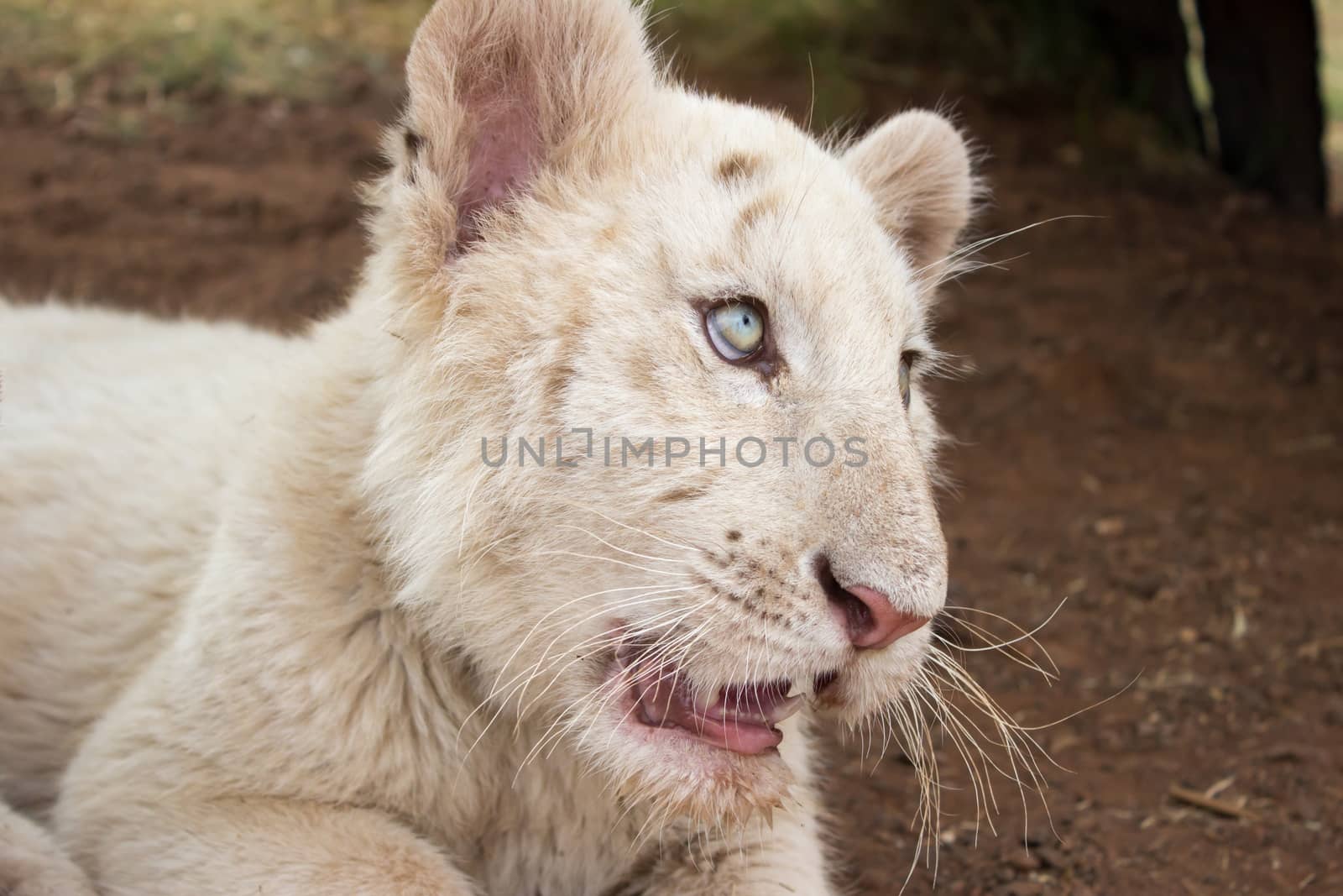 White bengal tiger cub by RiaanAlbrecht