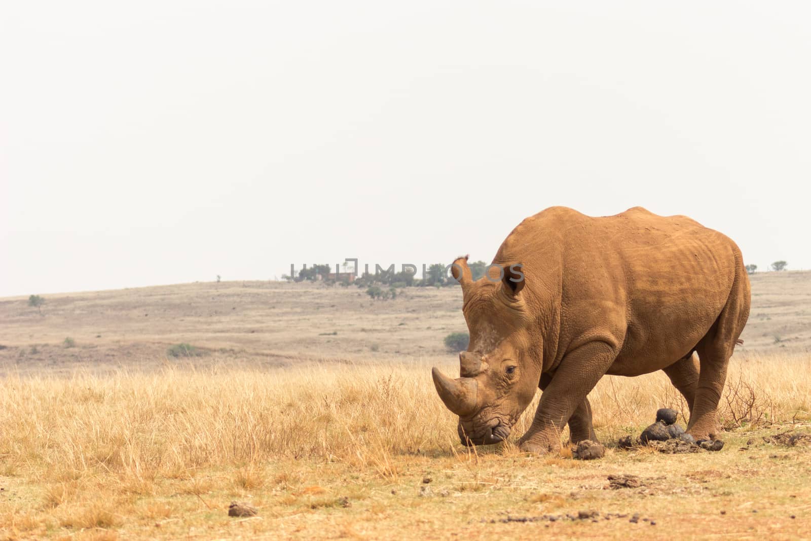 White rhinoceros (Ceratotherium simum) by RiaanAlbrecht