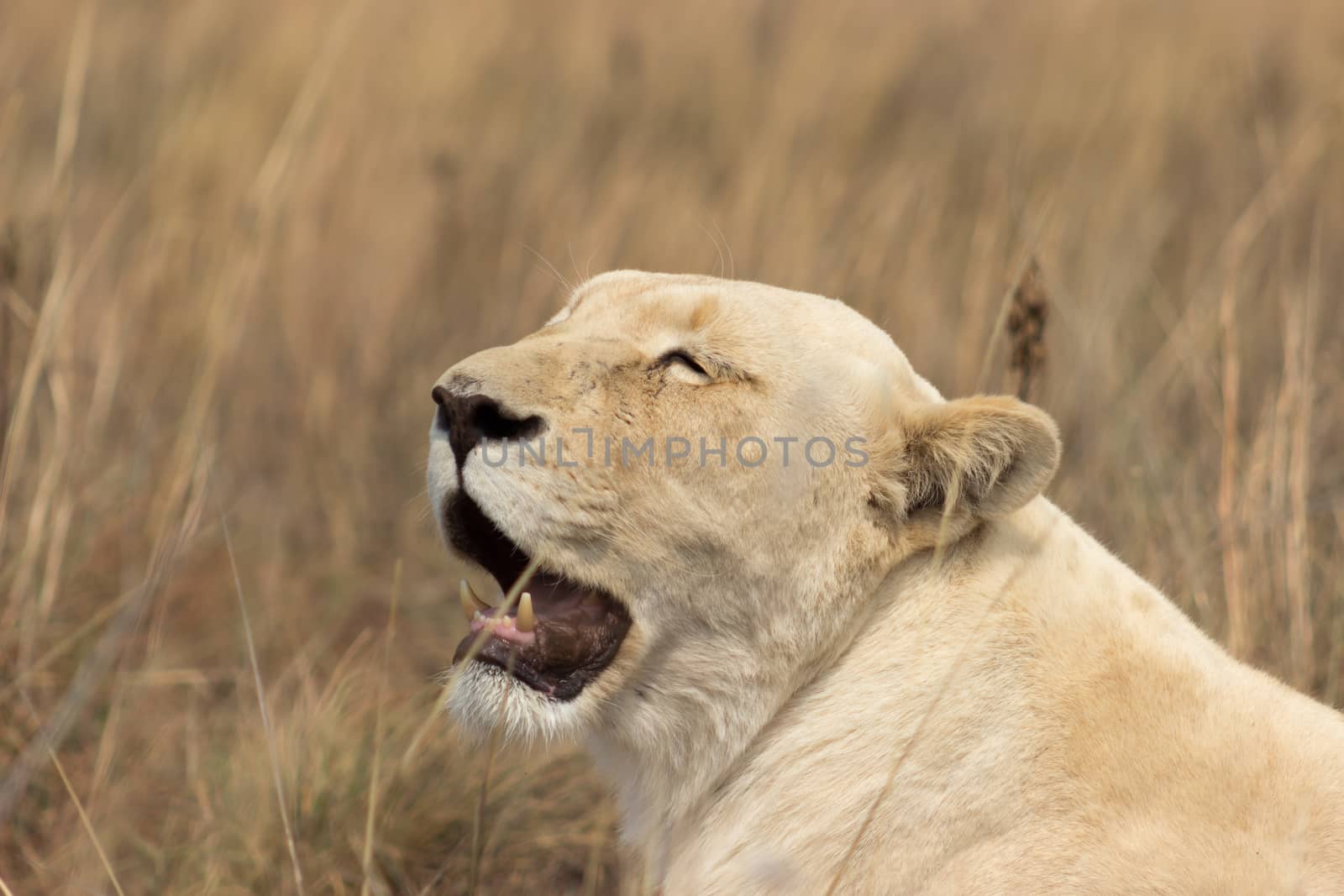 White lion (Female) Panthera leo