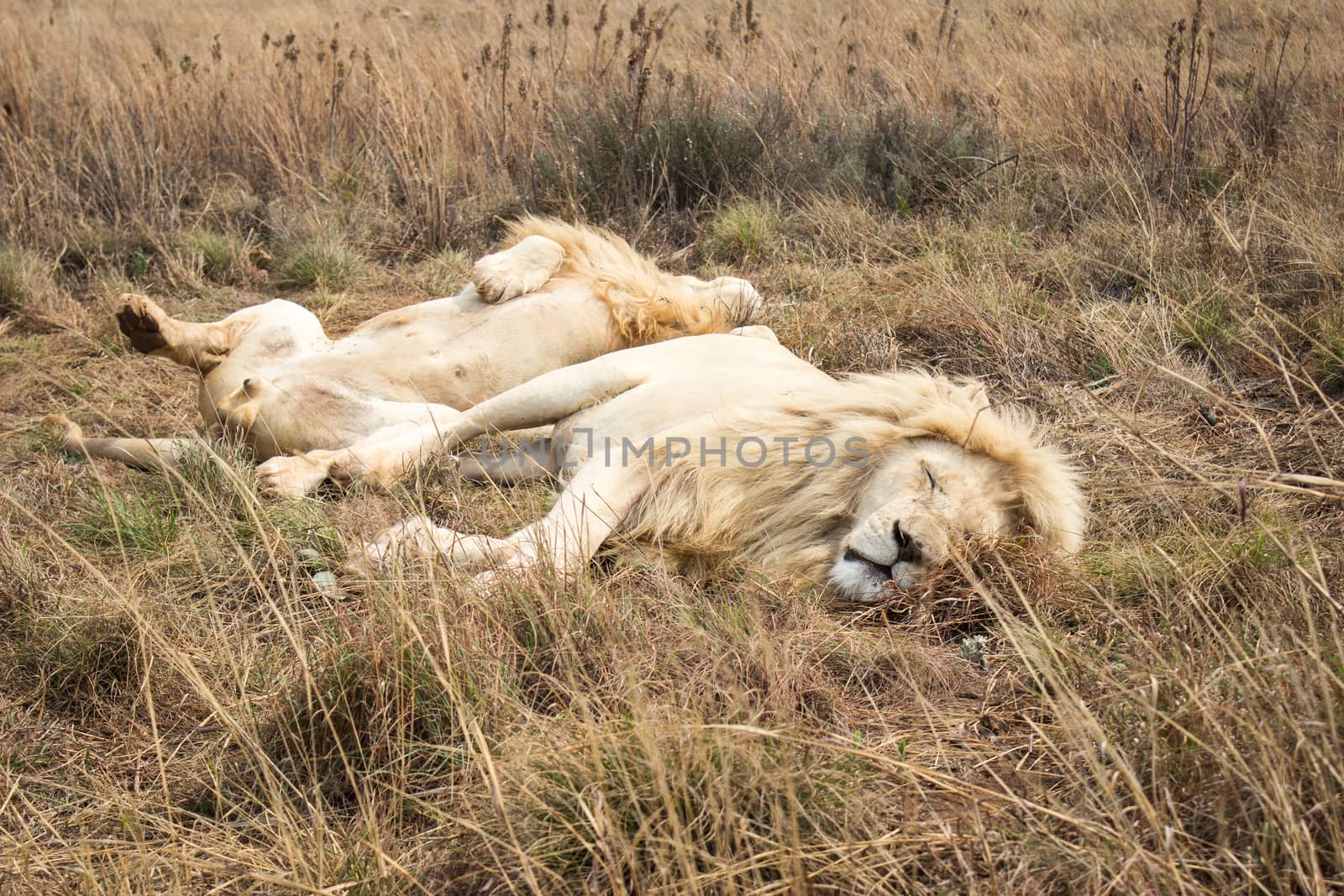 Male African white Lion (panthera leo) resting by RiaanAlbrecht