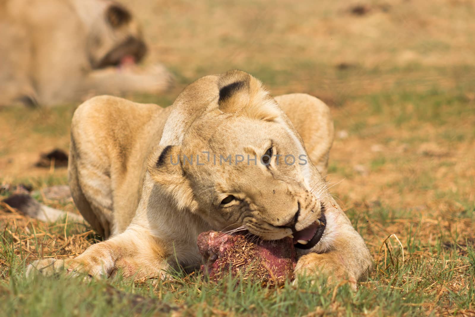 White lion (Female) Panthera leo closeap photo eating