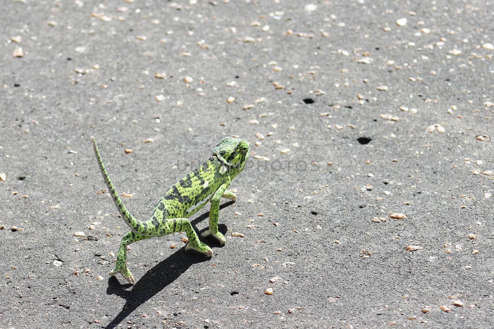 Flap Neck Chameleon (Chamaeleo dilepis) walking across the road