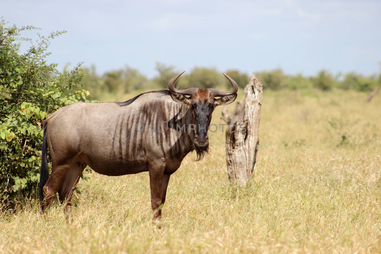 Wildebeest (Connochaetes) standing in the morning sun