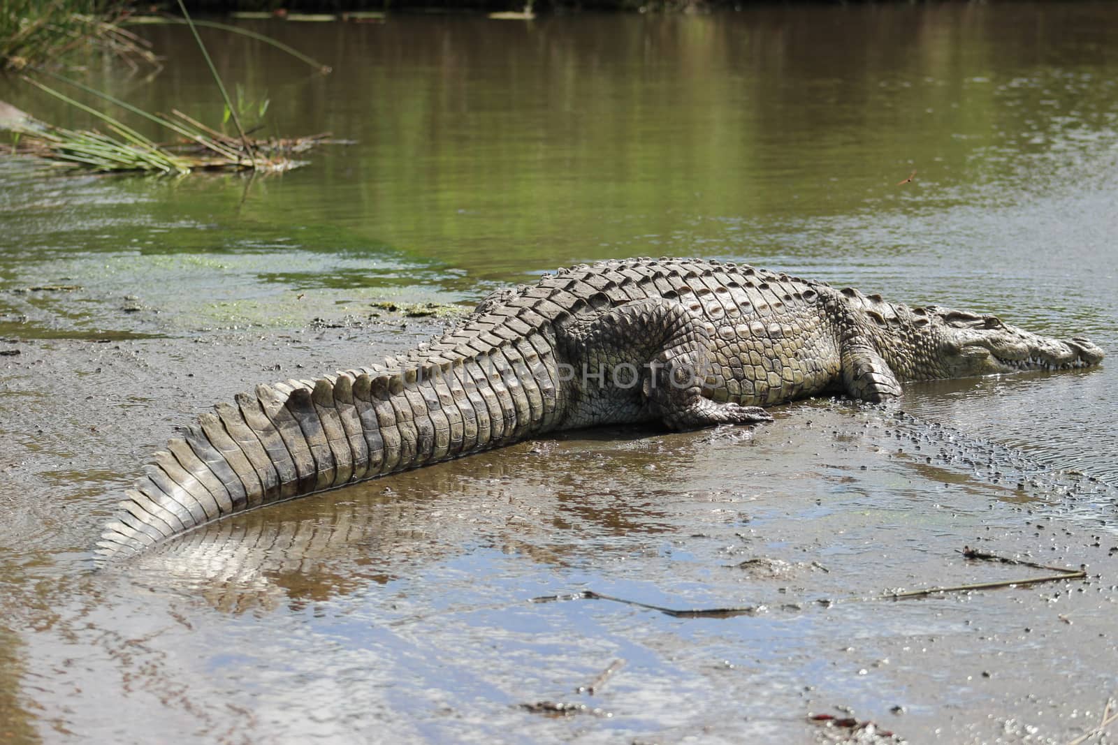 Nile crocodile (Crocodylus niloticus) by RiaanAlbrecht