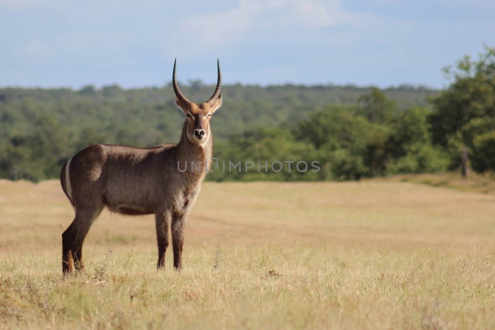 Waterbuck (Kobus ellipsiprymnus) in Kruger national park by RiaanAlbrecht