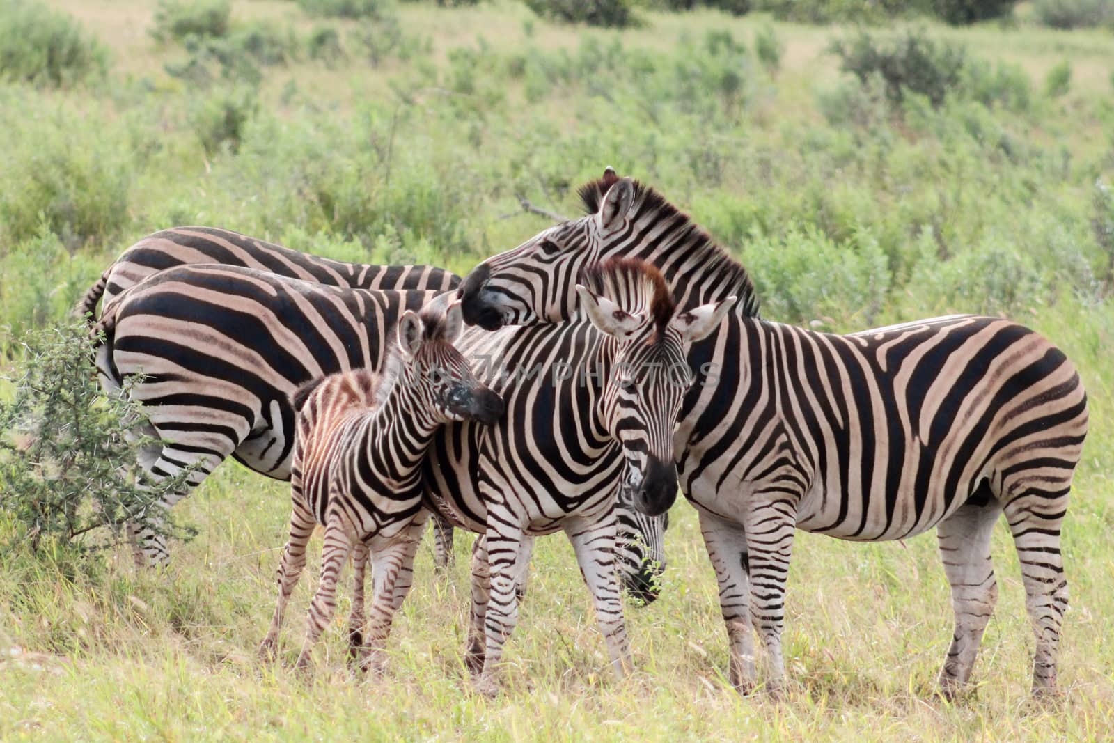 Plains zebra (Equus quagga) herd  by RiaanAlbrecht