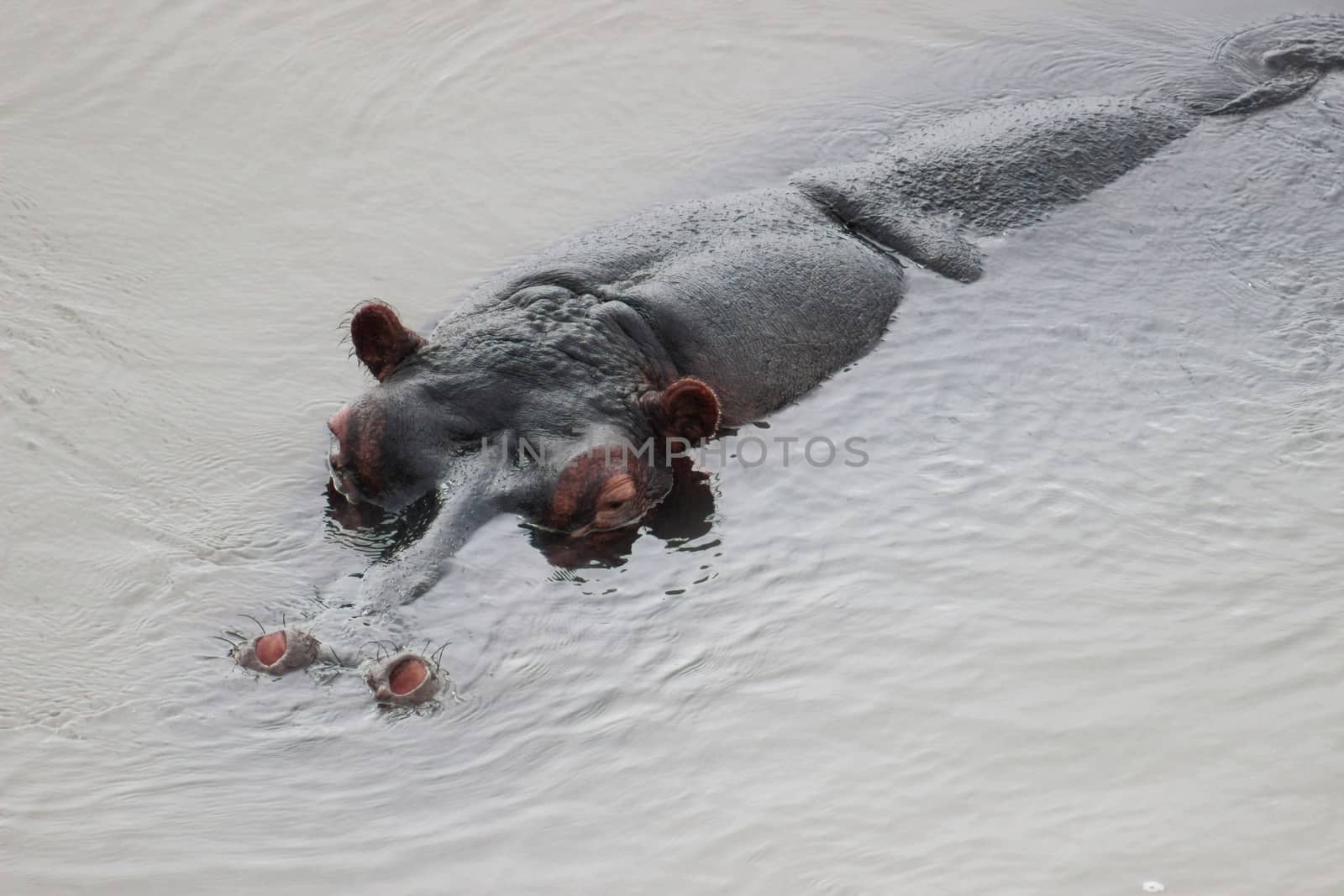 Hippopotamus amphibius  by RiaanAlbrecht