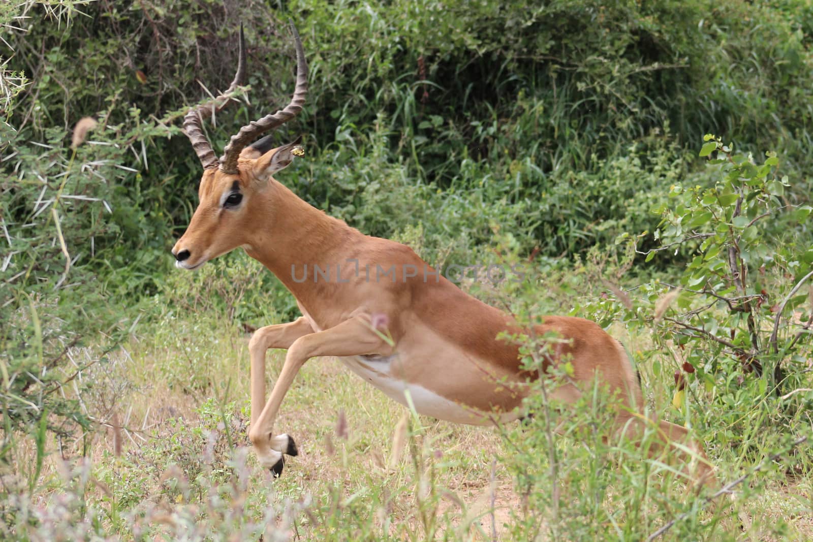 impala ( Aepyceros melampus ) jumping over a brush