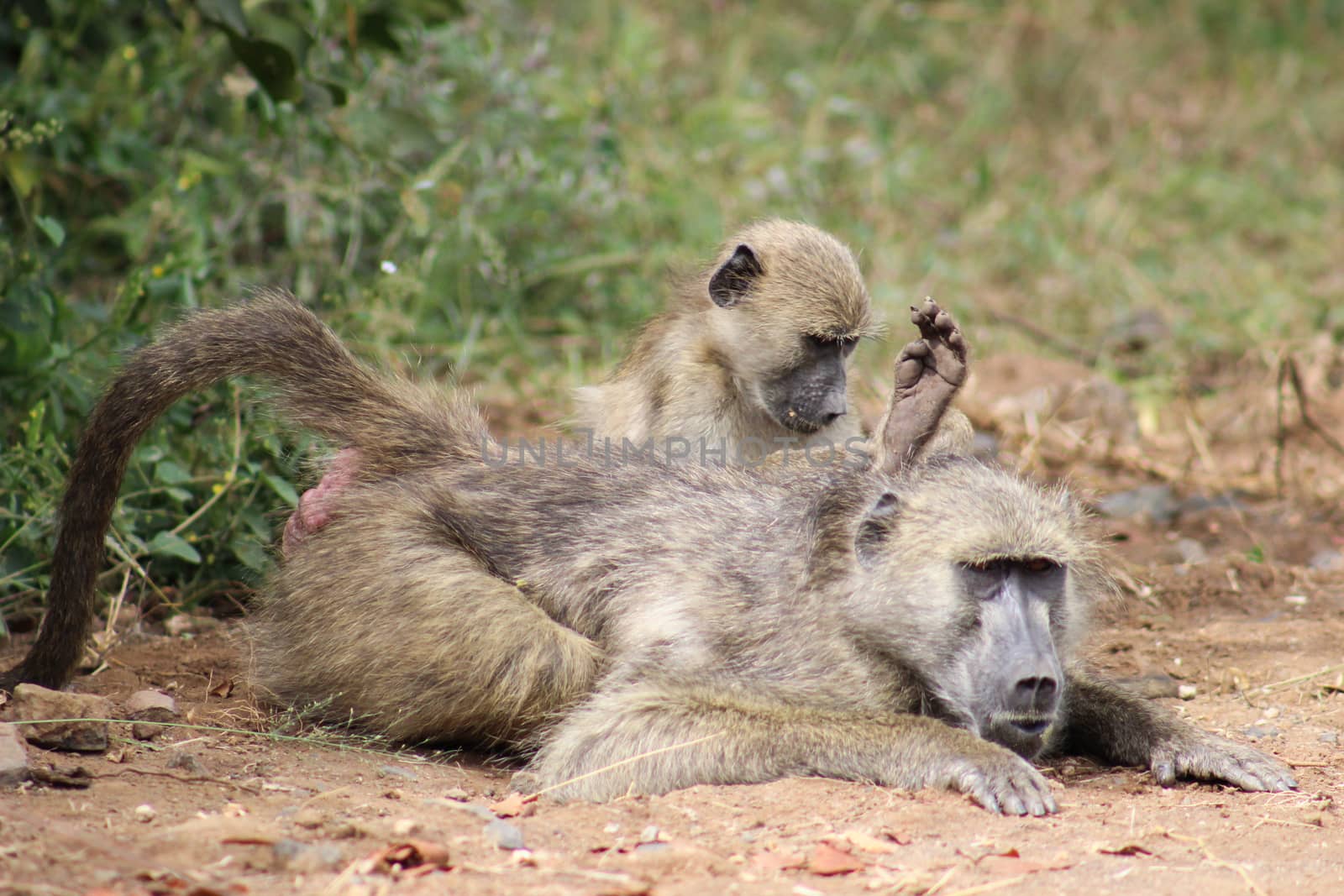 chucma baboon and baby