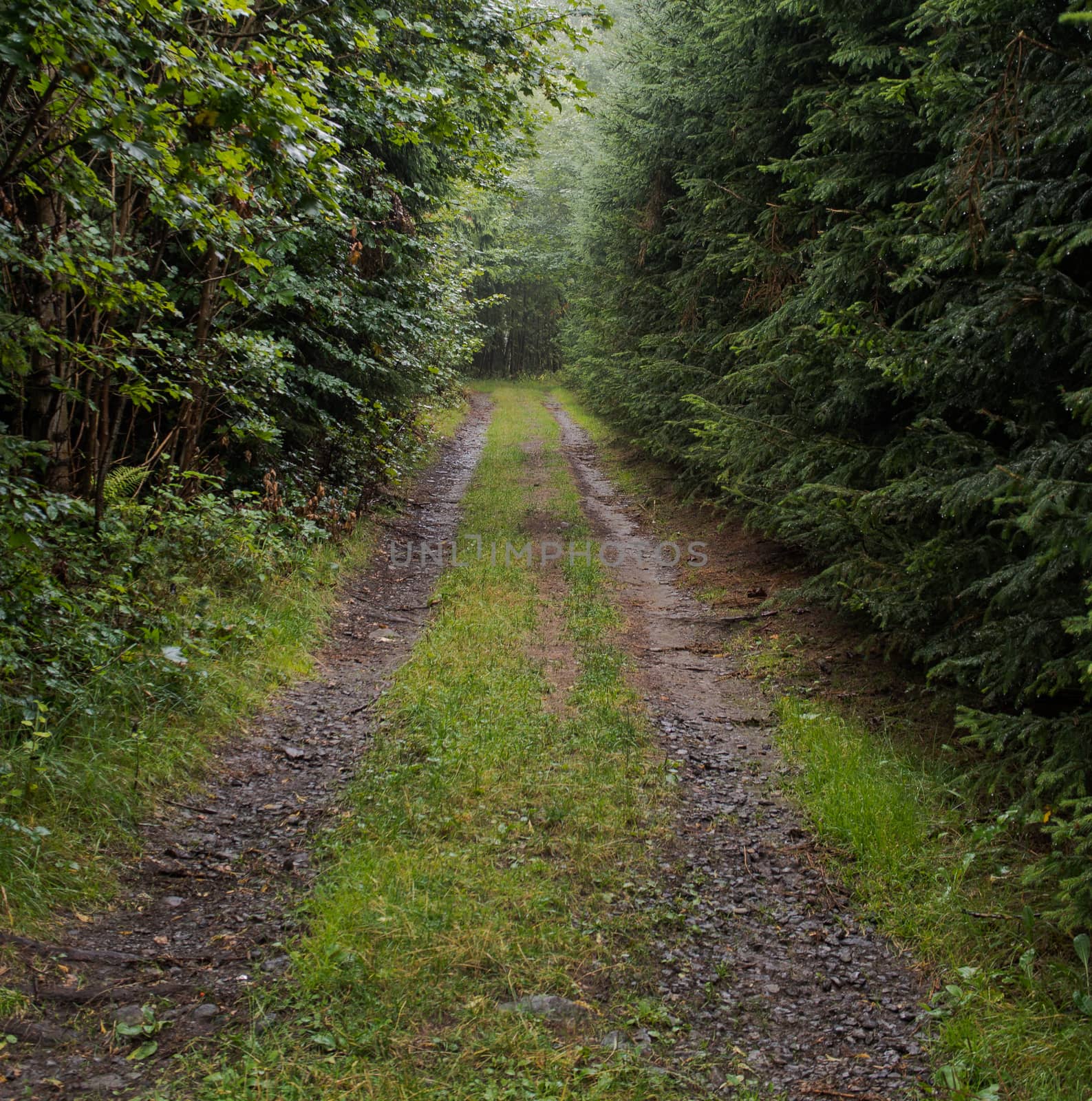 Aimless beaten track through the dark forest by weruskak