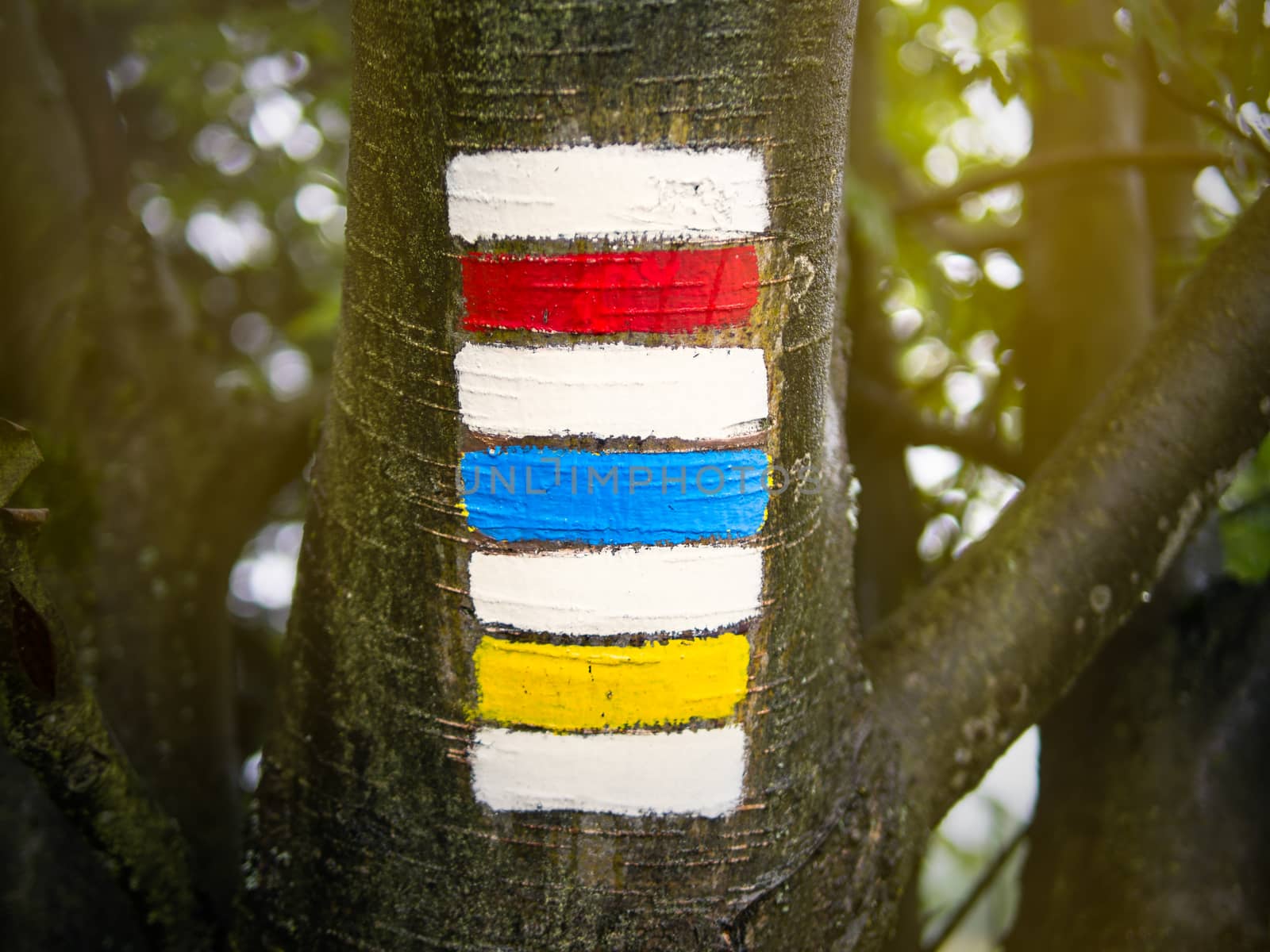 Triple hiking sign on sunlighted trunk, typical czech tourism by weruskak