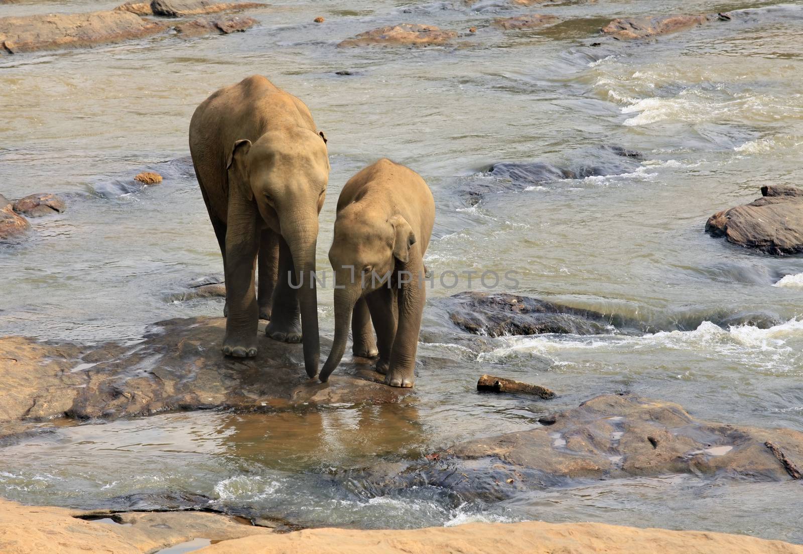 Family of Indian elephants. Pinnawela Elephant Orphanage on Sri Lanka