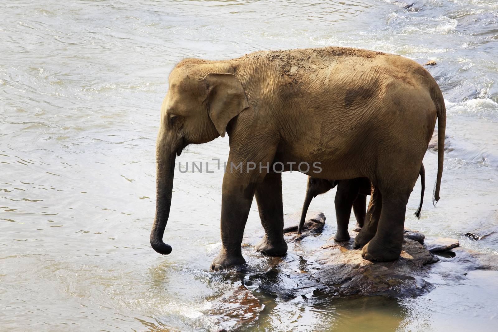 Family of Indian elephants. Pinnawela Elephant Orphanage on Sri Lanka