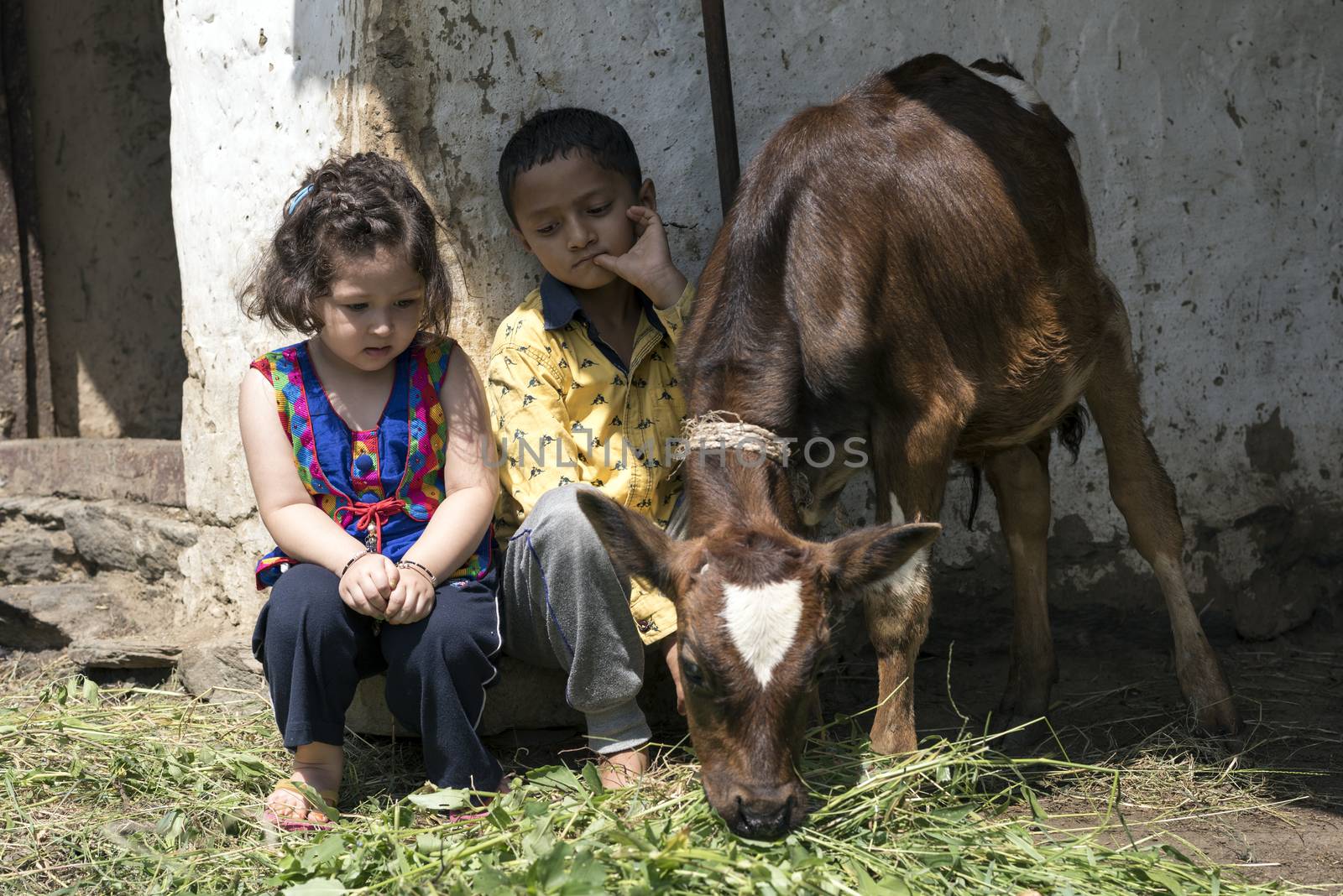 Cute little girl and her brother feeding calf with grass outdoors in India.