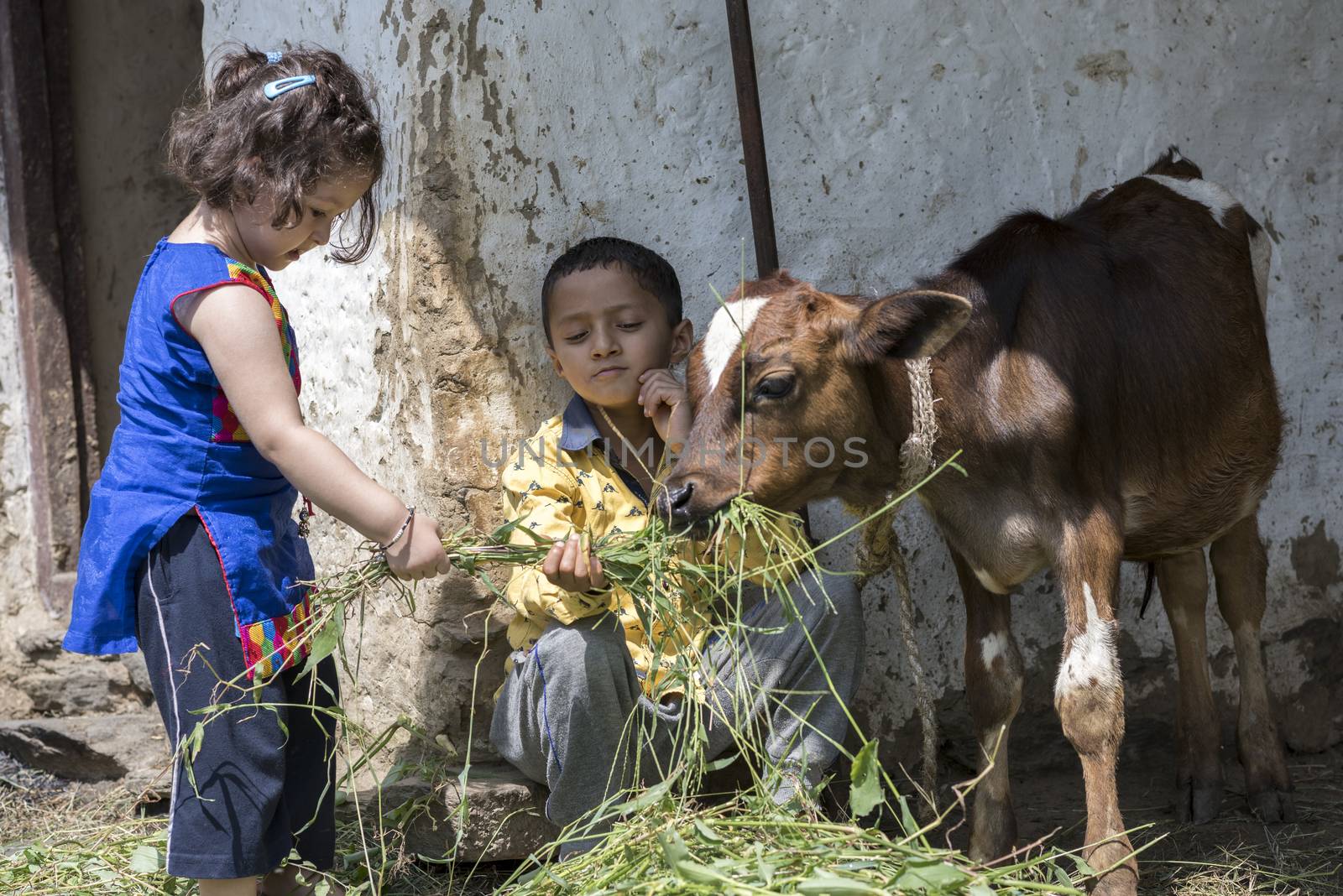 Cute little girl and her brother feeding calf with grass outdoors in India.