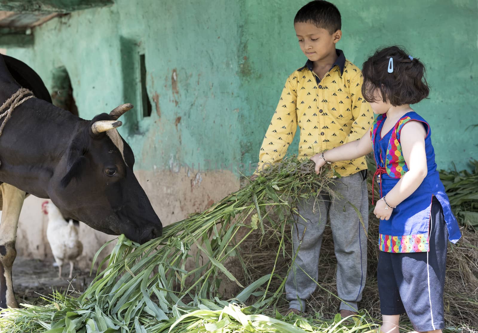 Cute little girl and her brother feeding a cow with grass outdoors in India.