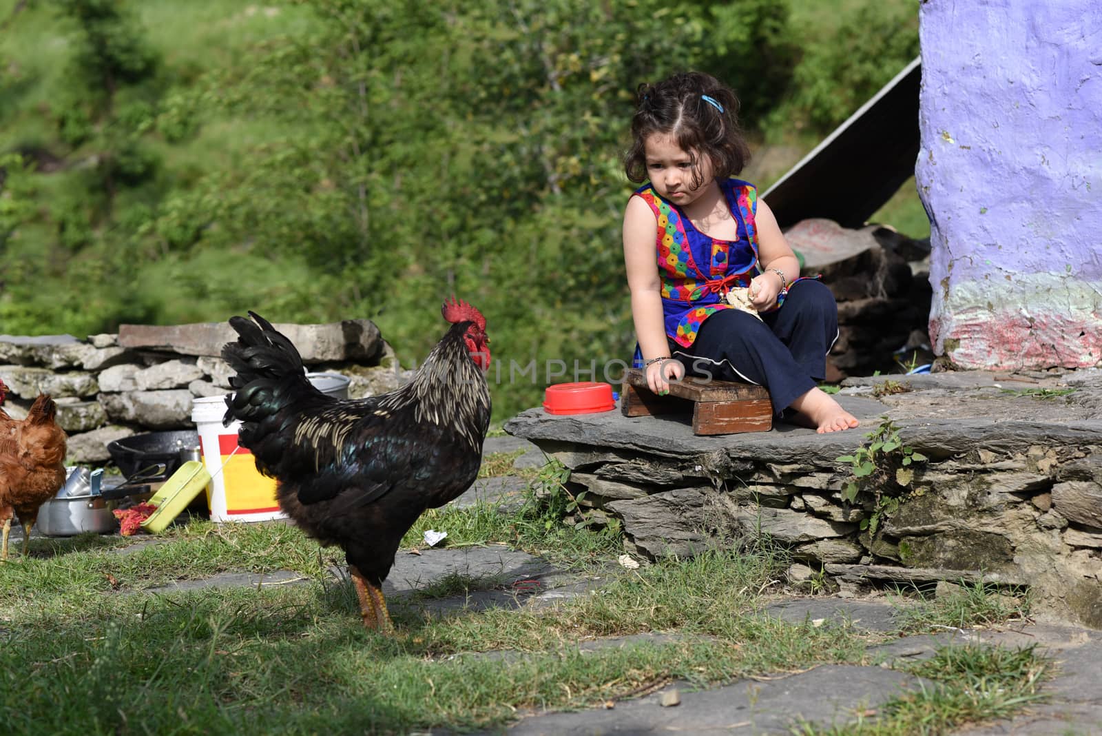 Little girl feeding chicken. by dushi82