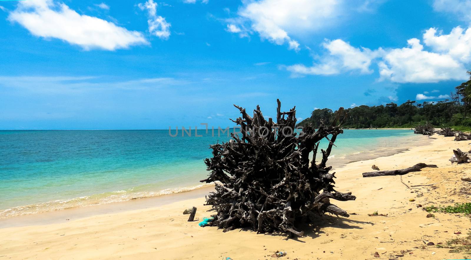 Driftwood on Wandoor Beach. by dushi82