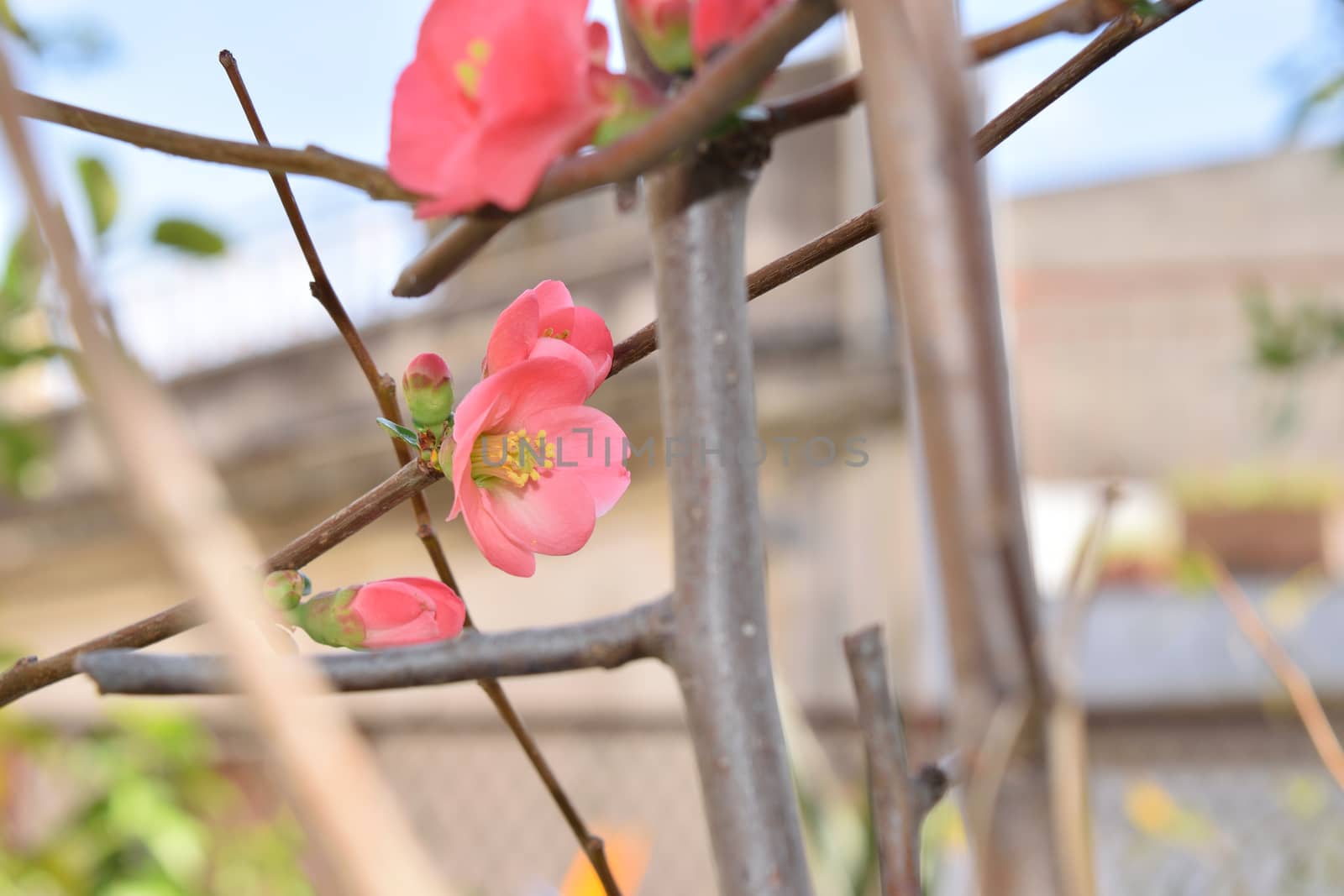 First buds and first blooms of early spring