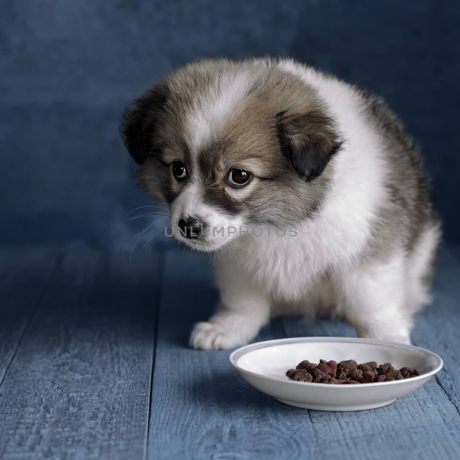 Small fluffy puppy sits next to a plate of food on the wooden floor. Background toned in blue color, selective focus.